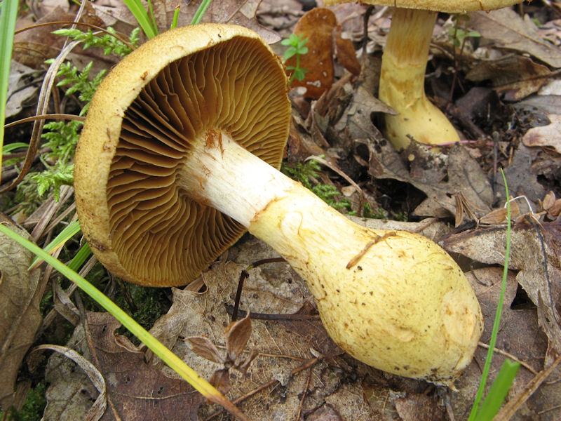 Cortinarius